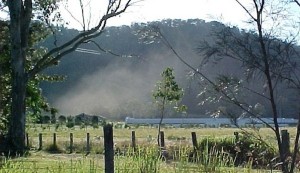 Dust emitted from a broiler shed at Pumicestone in SE Queensland.